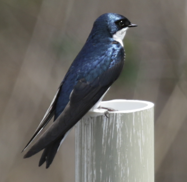 Tree swallow