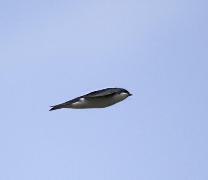 Tree swallow