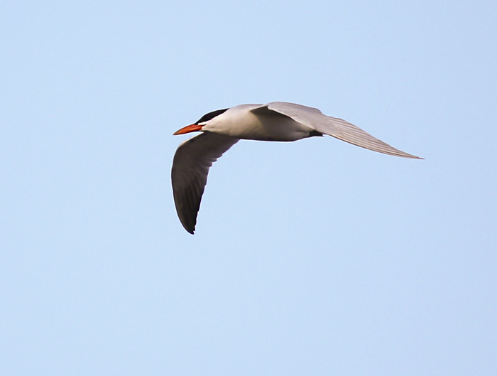 Forster's Tern