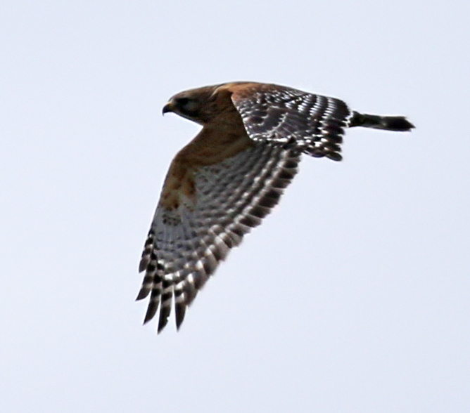 Red-shouldered Hawk