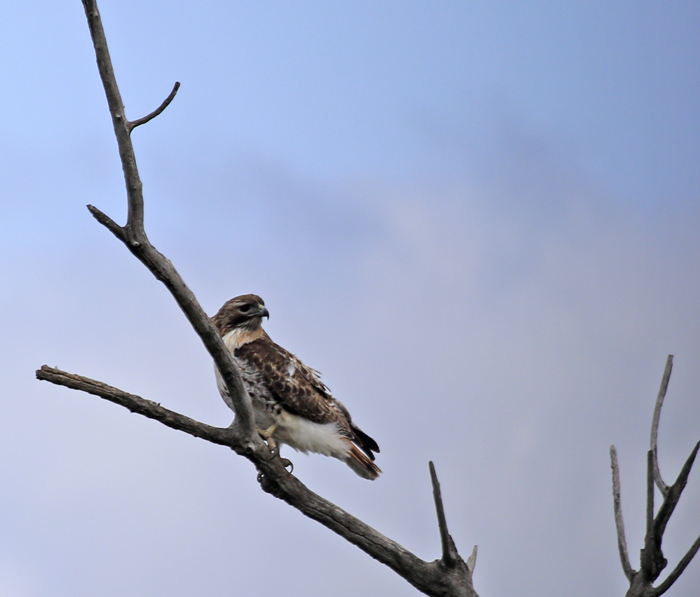 Red-tailed Hawk