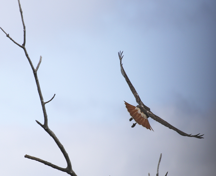 Red-tailed hawk
