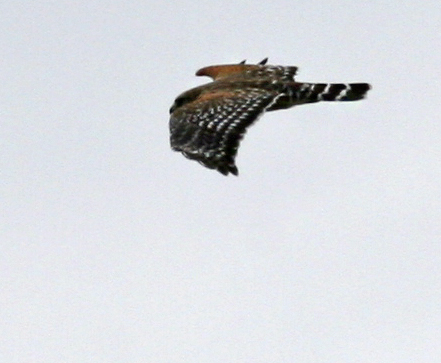 RedShoulderedHawk_1496