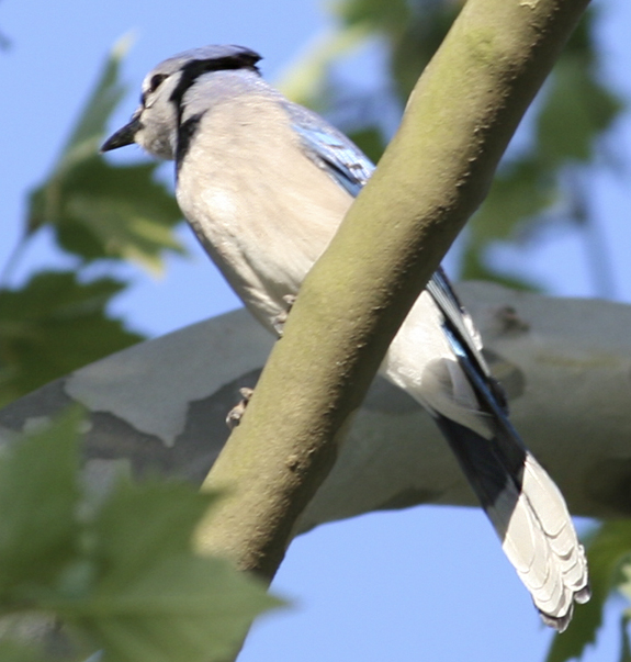 BlueJay_1488
