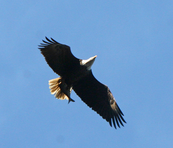 BaldEagle_0214