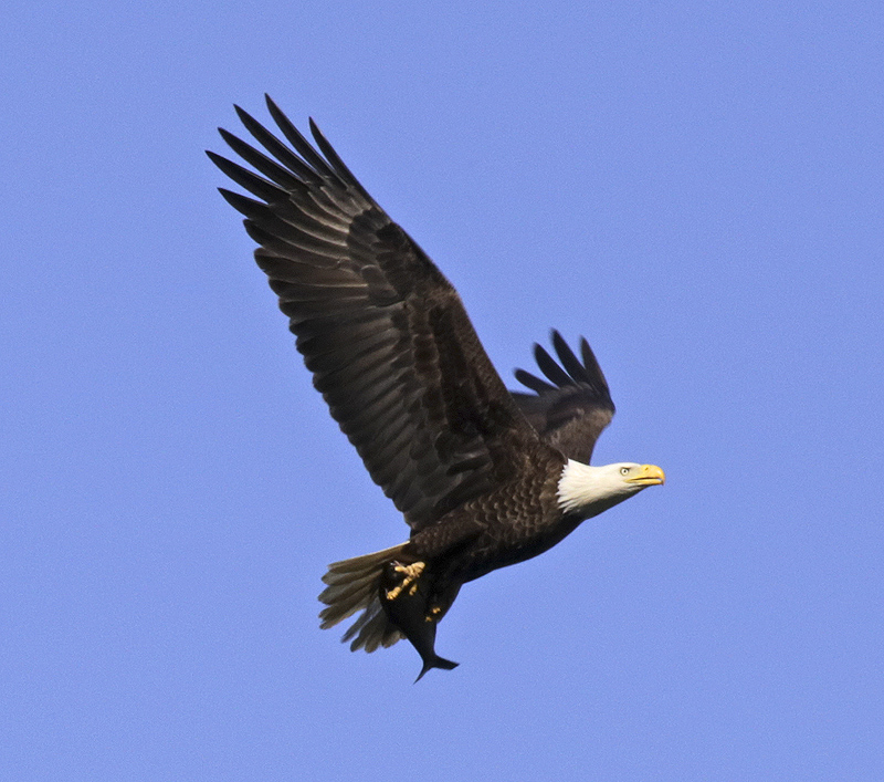 BaldEagle_fish_2807