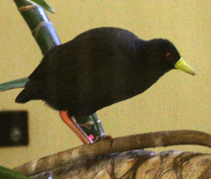 BlackCrake_1472