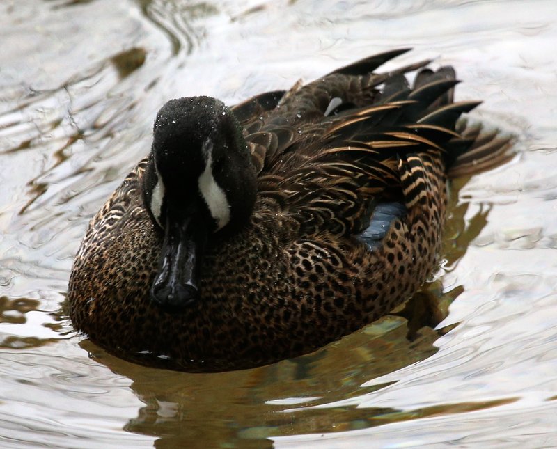 BlueWingedTeal_1637