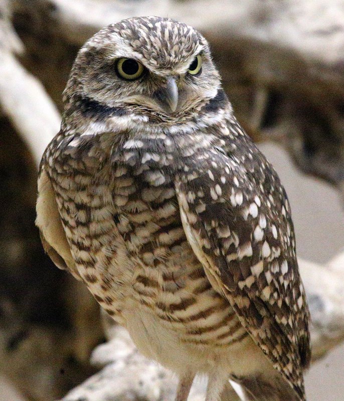 BurrowingOwl_1458