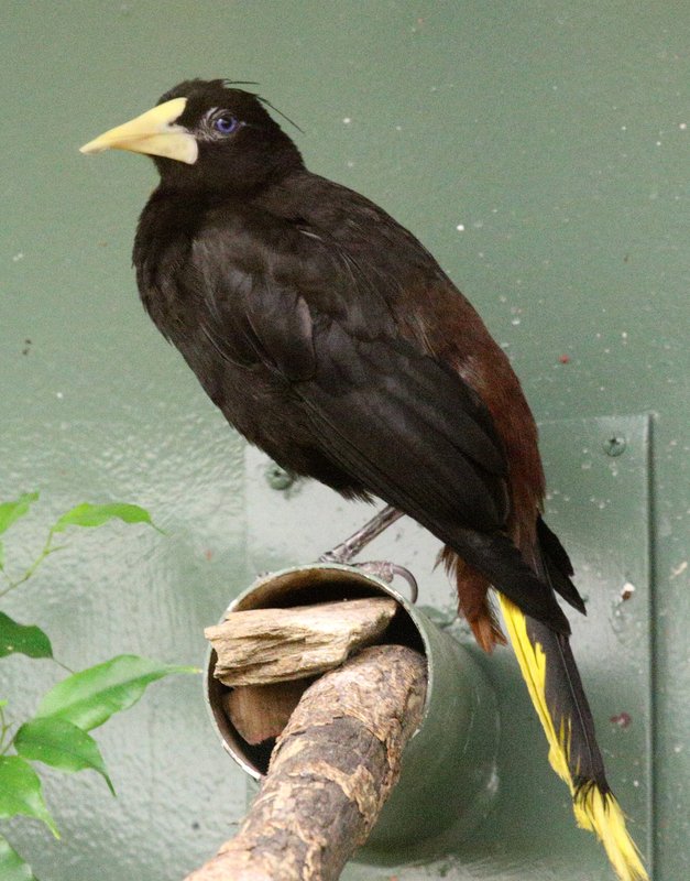 CrestedOropendola_1444