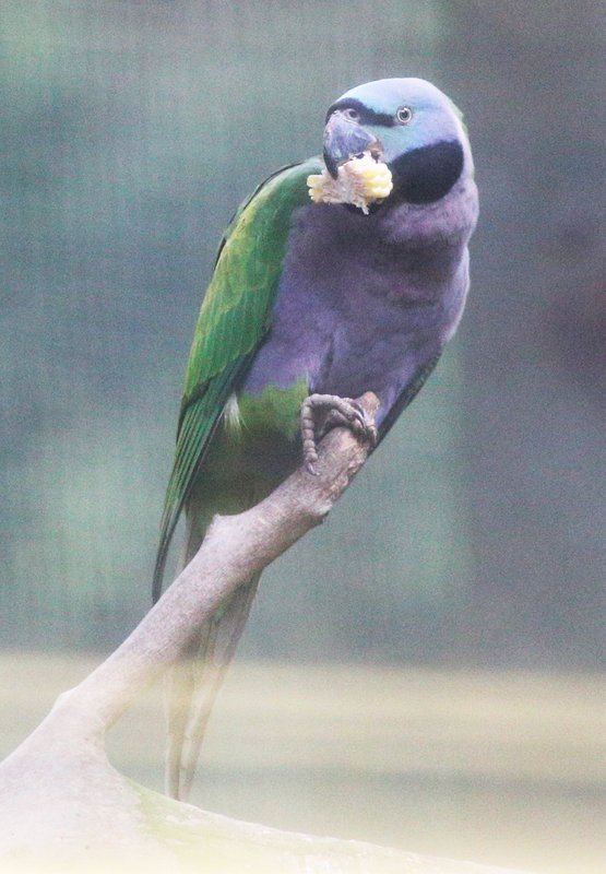 DerbyanParakeet_1518