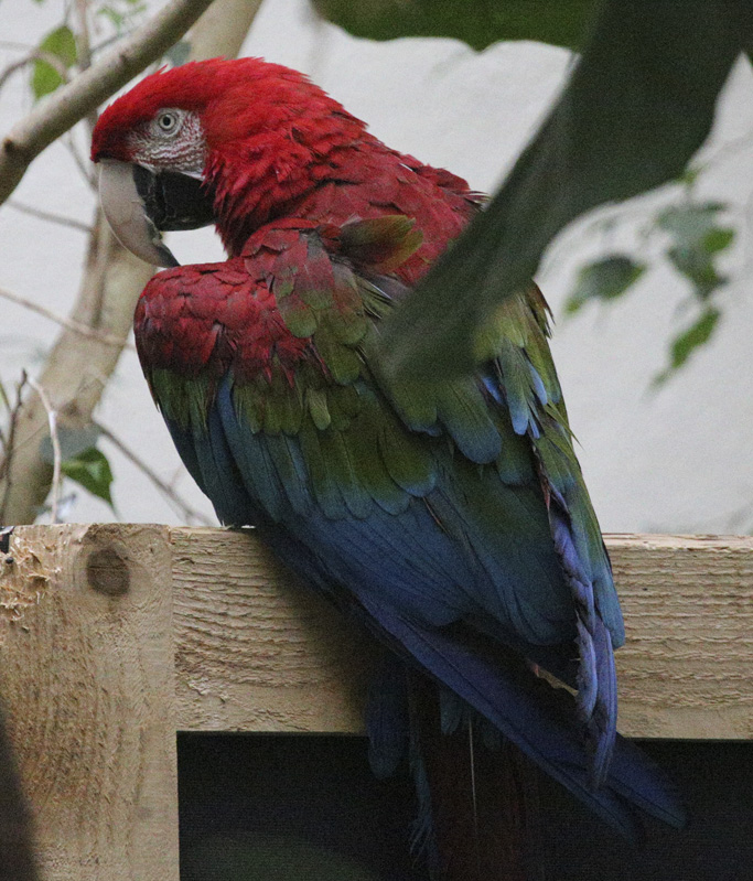 GreenWingedMacaw_1531