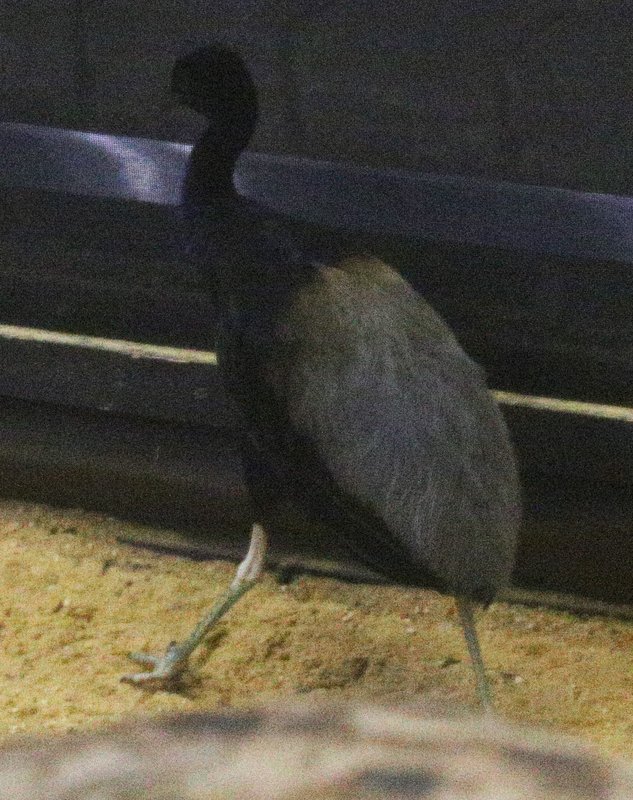 GreyWingedTrumpeter_1508