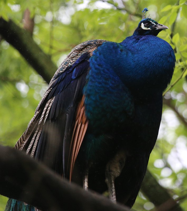 IndianPeafowl_1621