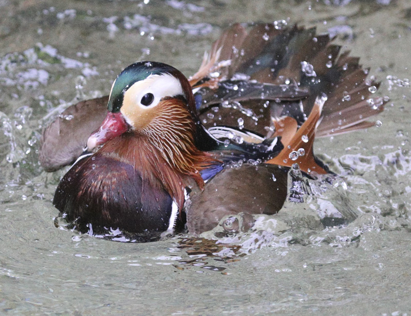MandarinDuck_1739