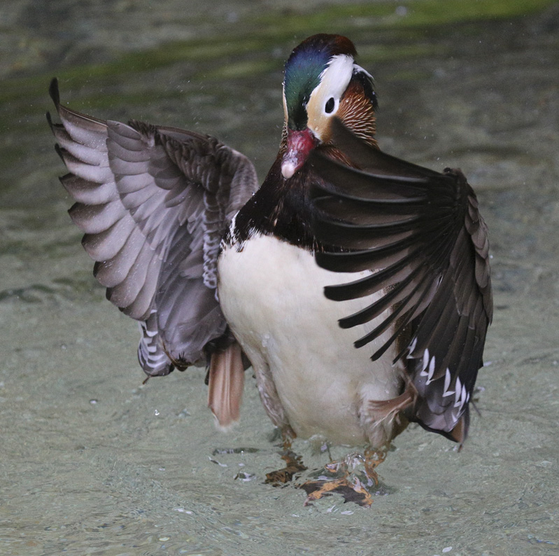 MandarinDuck_1746