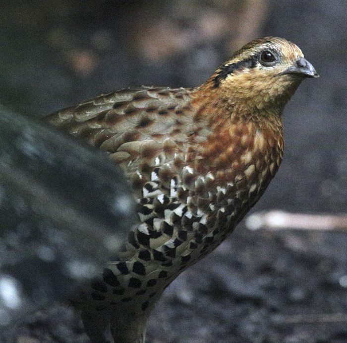 MountainBambooPartridge_1537