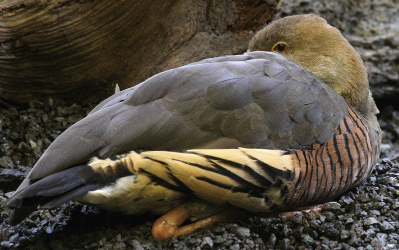 PlumedWhistlingDuck_1436