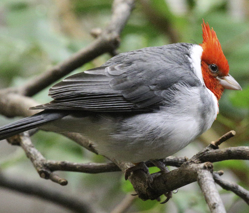 RedCrestedCardinal_1474