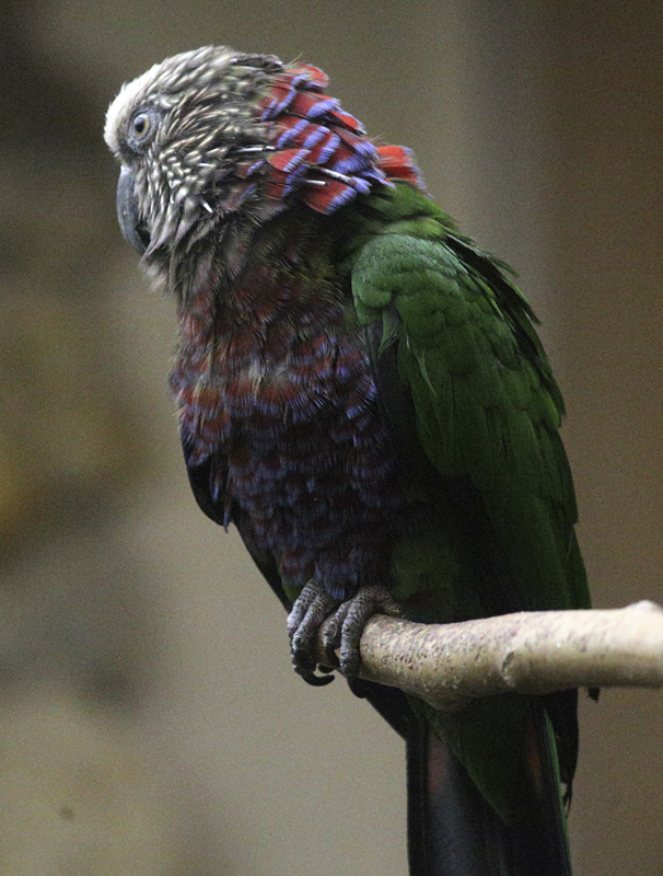 RedFanParrot_1529