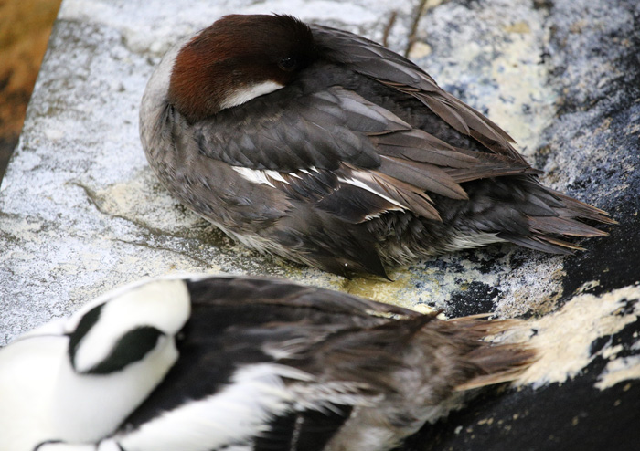 Smew_1599