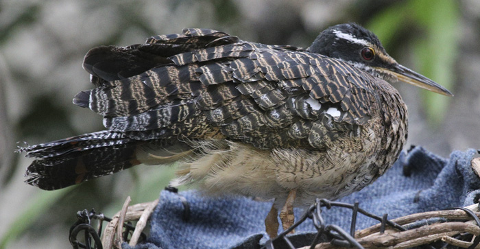 Sunbittern_1371