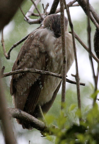 Unknown (Red shouldered hawk?)