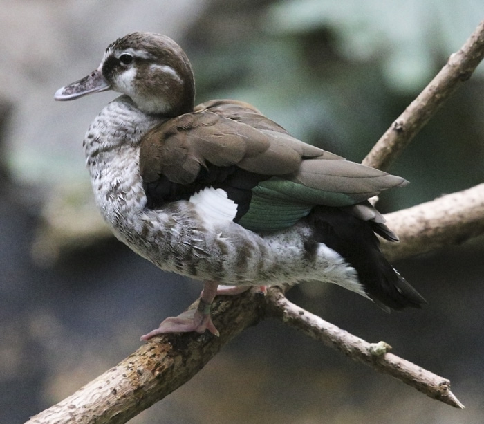 unknownBlueWingedTeal_1383