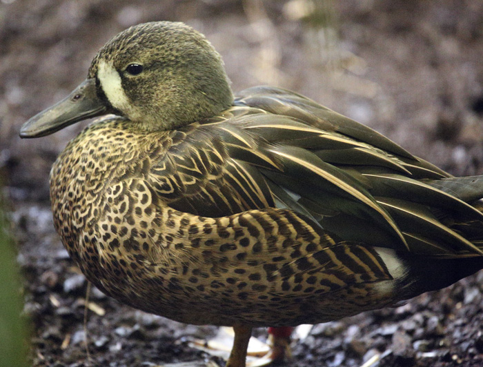 unknownBlueWingedTeal_female_1413