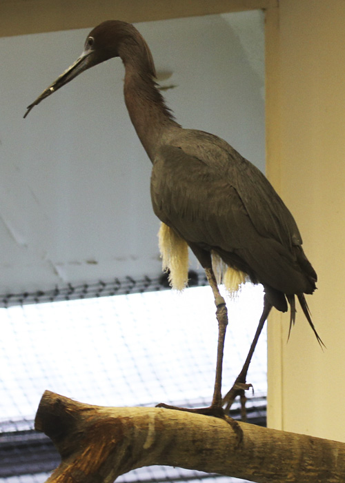 Unknown (Reddish egret? Little Blue Heron? Glossy Ibis?)