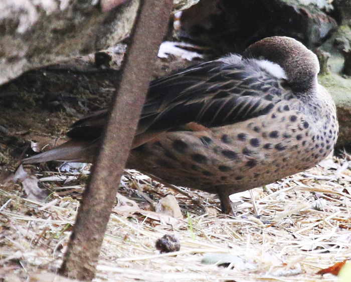 WhiteCheekedPintail_1671