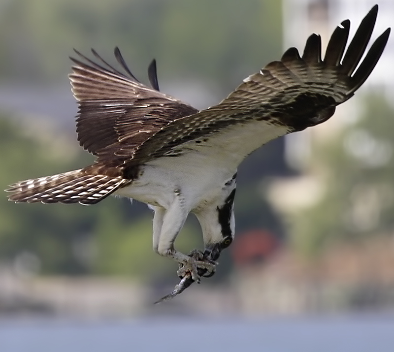 Osprey_2159_midair_snack