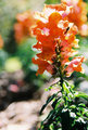 floral.jpg