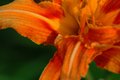 flower of flames