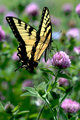 monarch.jpg