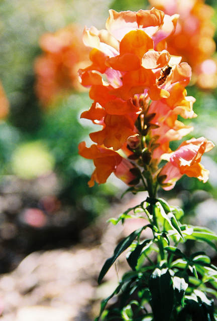 floral.jpg
