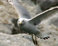 Hovering Ring Billed Gull.jpg