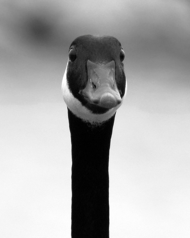 Canada Goose Portrait.jpg