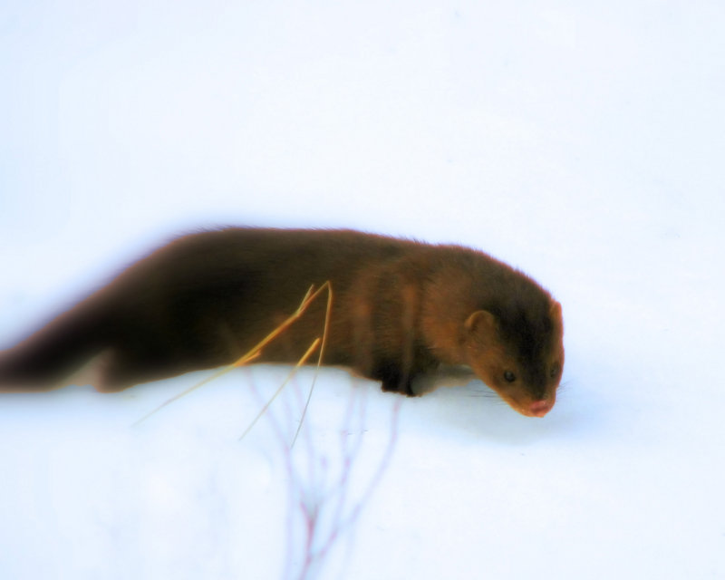 Fisher.jpg