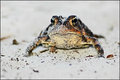 Toad