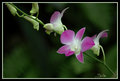 imagine that...another flower pic