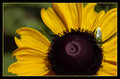 a bugs life