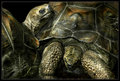 zoo turtles