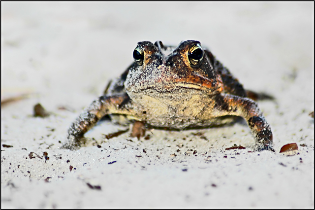Toad