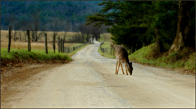 cades-cove.jpg
