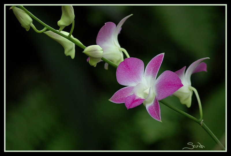 imagine that...another flower pic