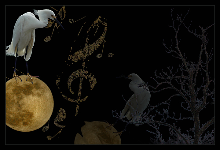 songbird