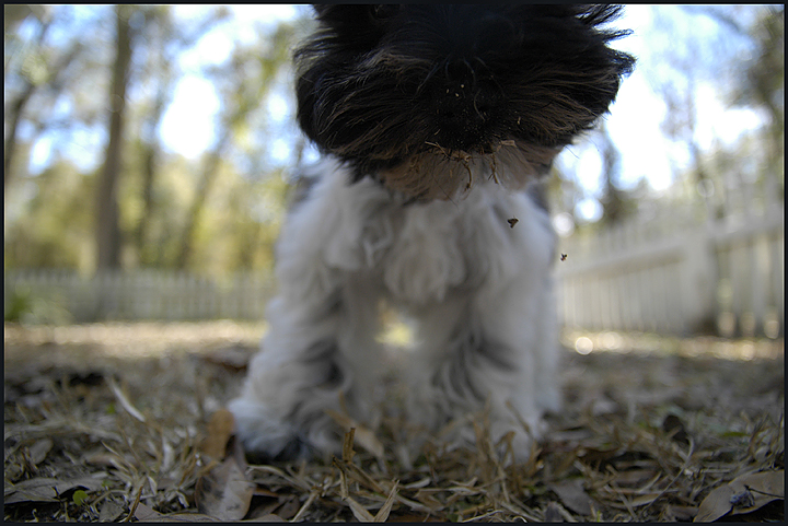 new puppy