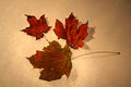leaf trial run.JPG