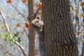 squirrel 12x8.jpg